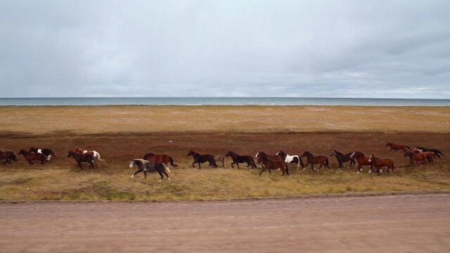 Wild Wild East
