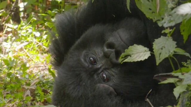 Jack Hanna's Into the Wild