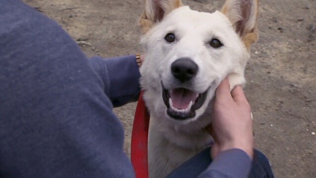 Rescue Dog to Super Dog