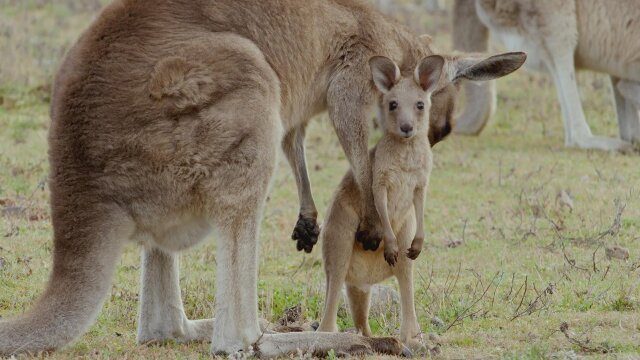 Secret Life of the Kangaroo