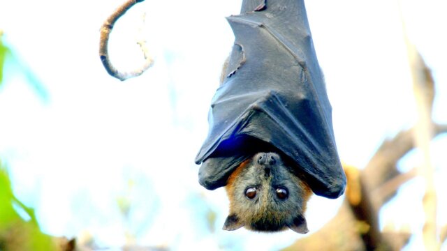 Secrets of Wild Australia