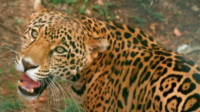 Dr. Jeff: Rocky Mountain Vet