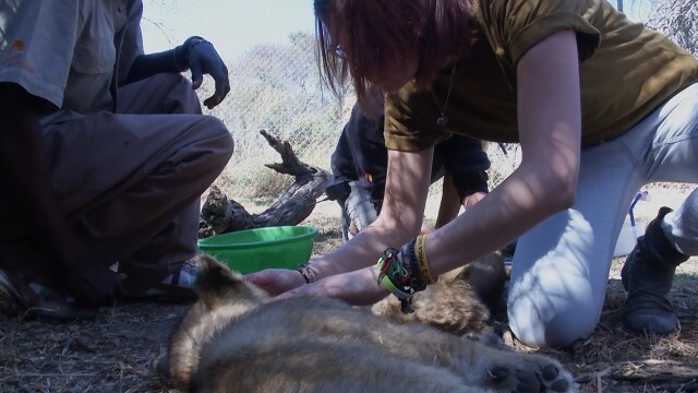 Lodging With Lions