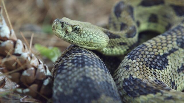 Ocean Mysteries With Jeff Corwin
