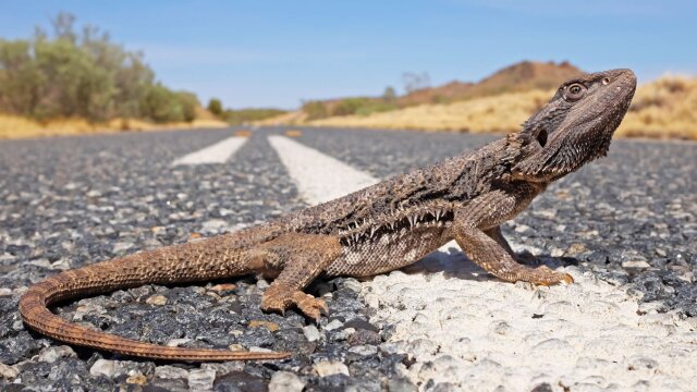 Coyote Peterson: Brave the Wild