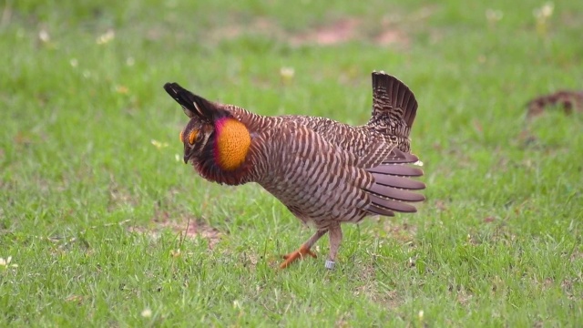 Mutual of Omaha's Wild Kingdom Protecting the Wild