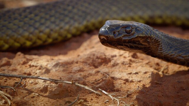 Deadly Australians