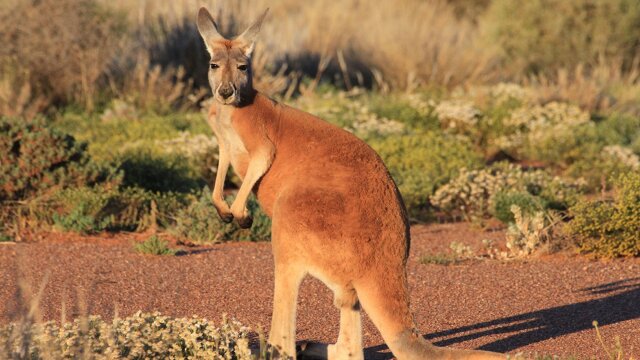 Wild Australia