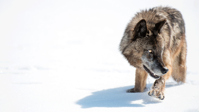 Wild Yellowstone