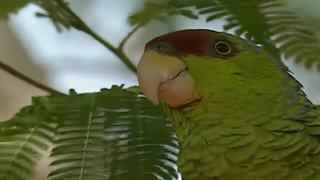 El libro rojo: Especies amenazadas