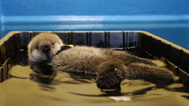 Alaska Animal Rescue