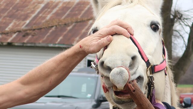 The Incredible Dr. Pol