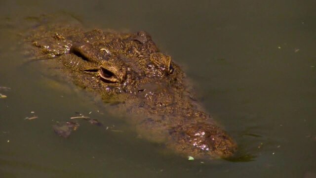 Jack Hanna's Wild Countdown