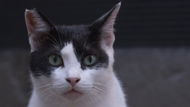 A Cat's-Eye View of Japan