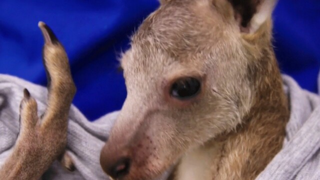 Wildlife Rescue Australia