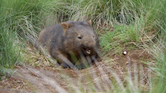 Secret Life of the Wombat