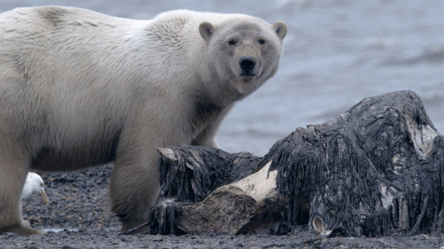 Alaska's Grizzly Gauntlet