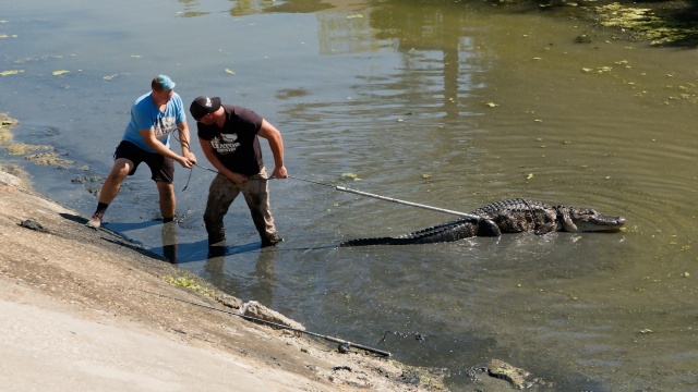 Texas Gator Savers