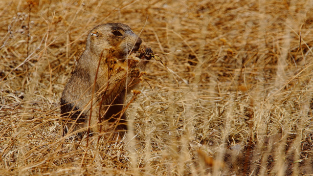 Prairie Dog Manor