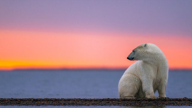 Kingdom of the Polar Bears