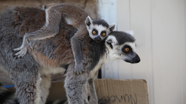 Secrets of the Zoo: Down Under