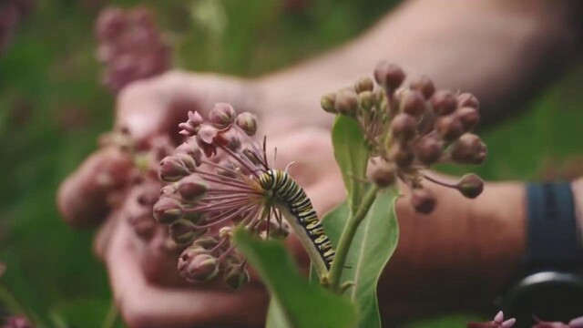 Les Stroud's Wild Harvest