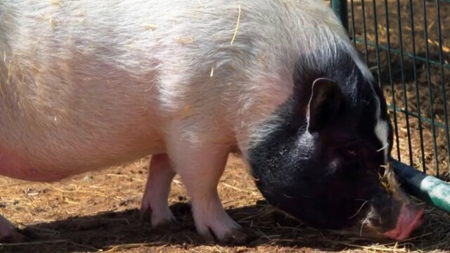 Dr. Jeff: Rocky Mountain Vet