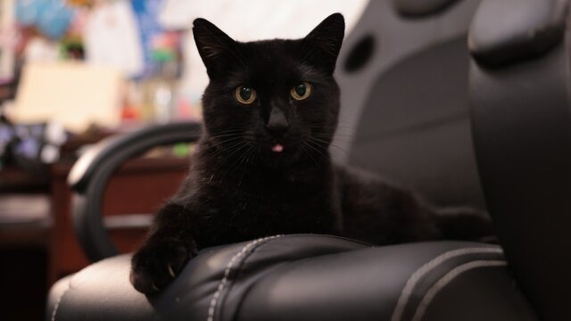 The Incredible Dr. Pol