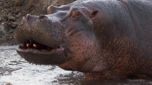 Wild Tanzania