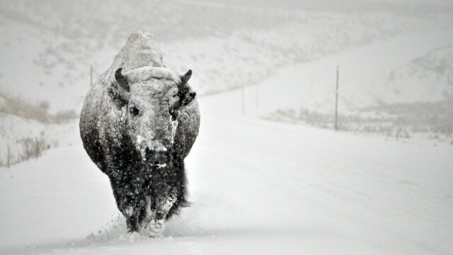 The Magic of the Wild