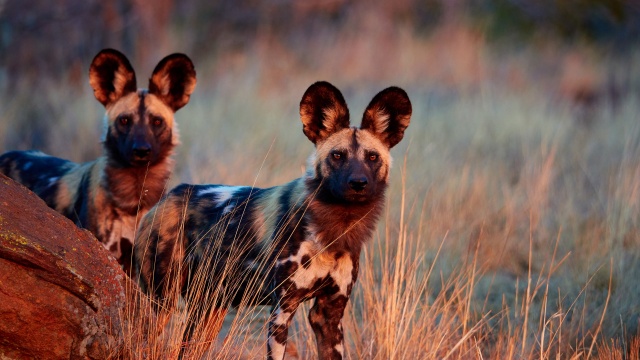 Saving the Wild