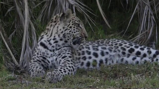 Wild Africa: Rivers of Life