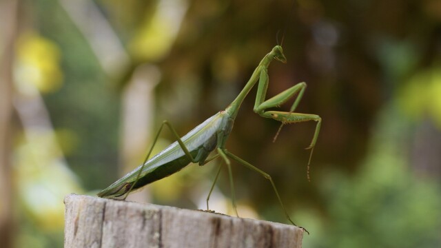 Bugs That Rule the World