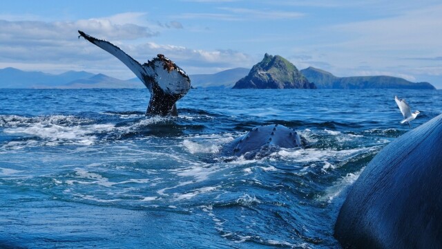 Ireland's Wild Islands