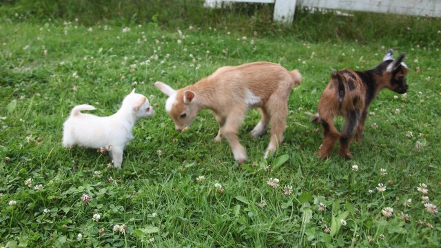 Unlikely Animal Friends