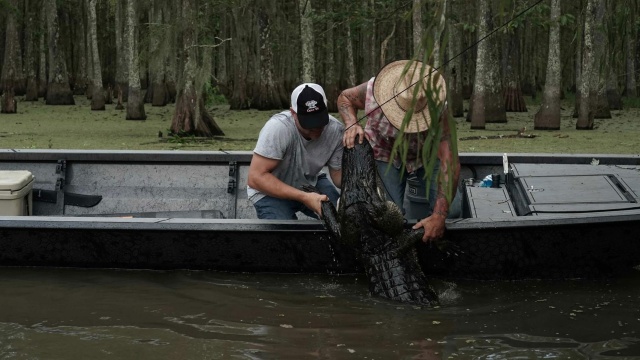 Watch Swamp People Pirate Cursed Gators S14 E6 | TV Shows | DIRECTV