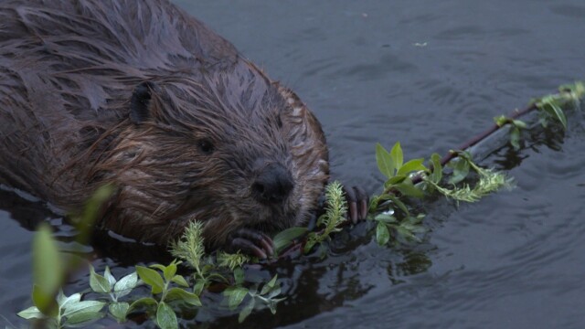 World's Wildest City: Anchorage