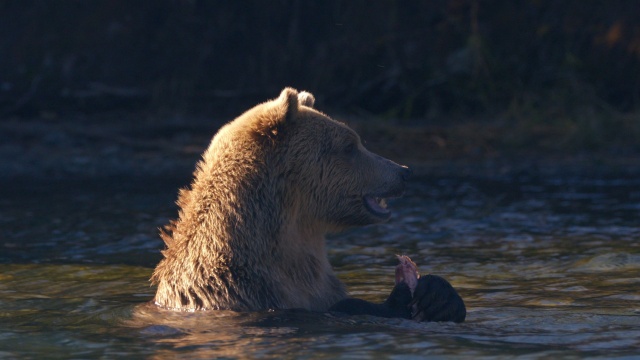 Wild Bear Rescue