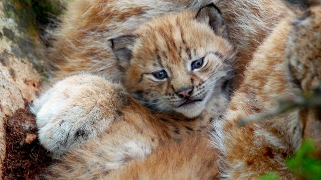 Wild Child