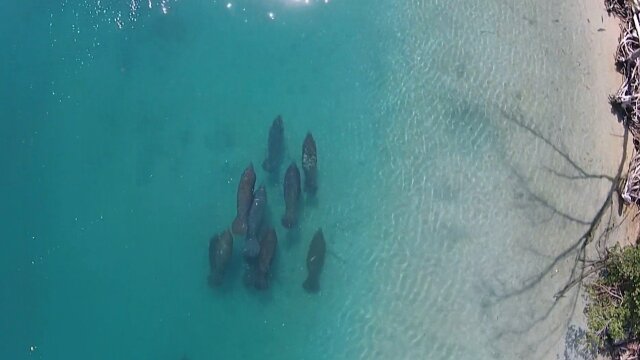 Wild Palm Beaches