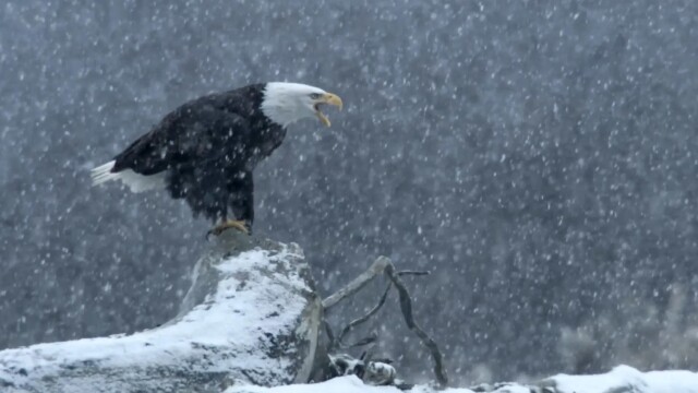 Yellowstone: One-Fifty