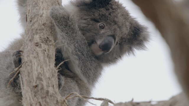 Secret Life of the Koala