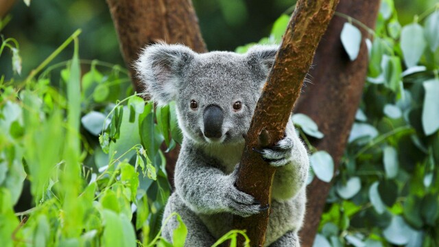 Wildest Places: Australia