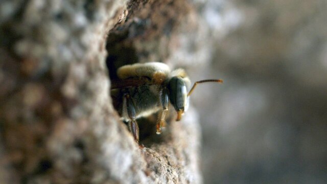 Maestros de las abejas