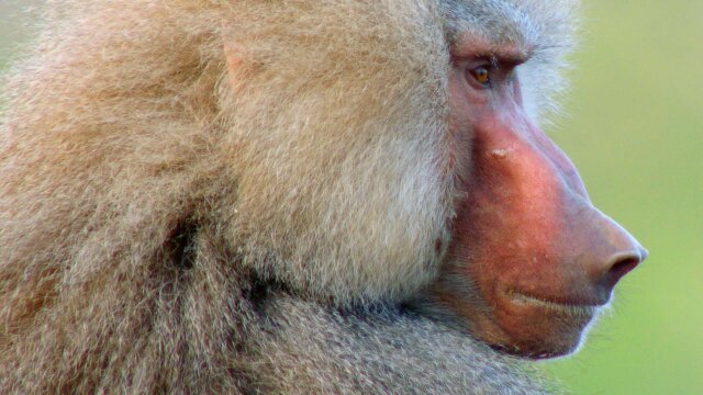Wildlife Icons