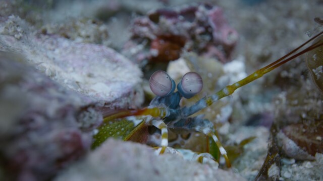 Life in Color With David Attenborough