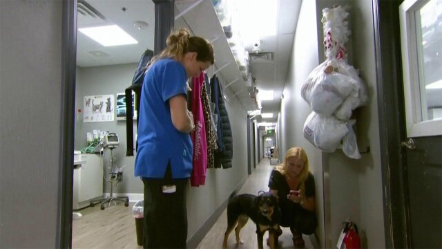 Dr. Jeff: Rocky Mountain Vet