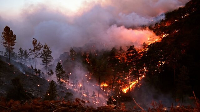 American Forest Fires: The Untold Story