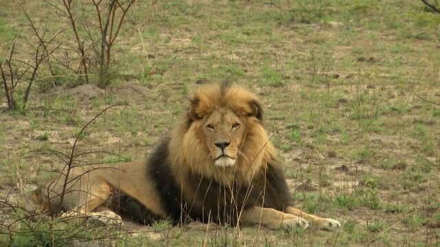 Lodging With Lions