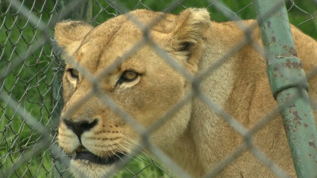 Lodging With Lions